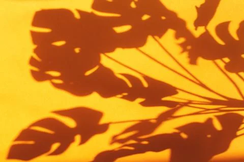 Monstera leaf shadow on orange background with space for text. nature backgro Photos