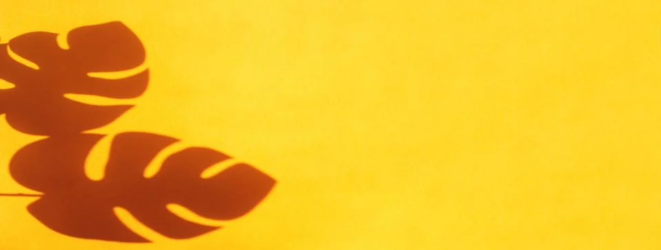 Monstera leaf shadow on orange background with space for text. nature backgro Stock Photos