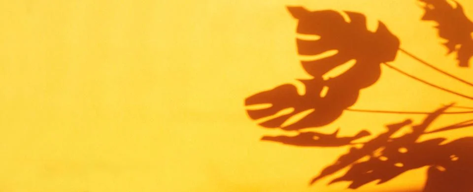 Monstera leaf shadow on orange background with space for text. nature backgro Фото