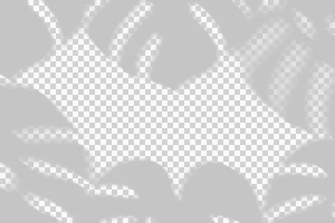 Monstera Leaf Shadow Overlay on White Background Stock Illustration