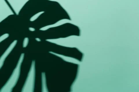 Monstera leaf shadow under hard light on pastel green background, copy space, Stock Photos