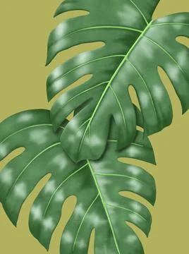 Monstera Leaf. Tropical nature background illustration Stock Illustration