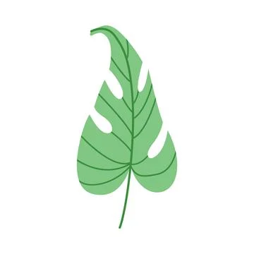 Monstera leaf vector flat botanical element isolated foliage summer design Stock-Illustration