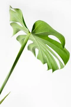 Monstera leaf on white and gray background, selective focus. Monstera delicio Stock Photos