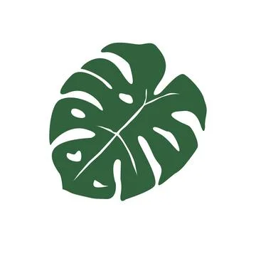 Monstera leaf on white background. monstera tropical leaves. Stock Illustration