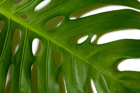 Monstera leaf on white background Stock Photos