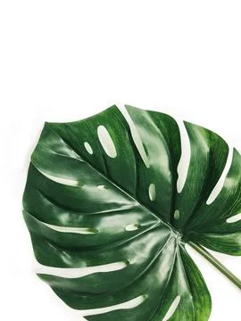 Monstera leaf on white background Stock Photos