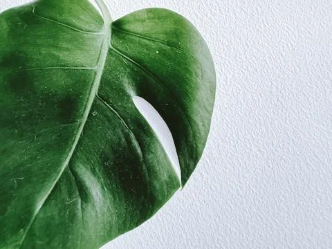 Monstera leaf on the white background Stock Photos