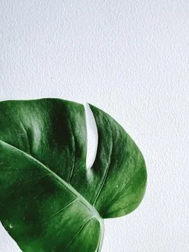 Monstera leaf on the white background Foto stock