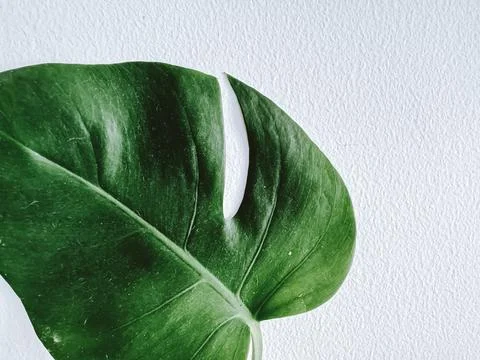 Monstera leaf on the white background Stock Photos
