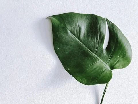 Monstera leaf on the white background Stock Photos