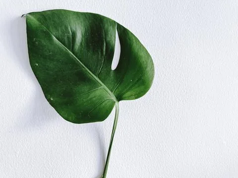 Monstera leaf on the white background Stock Photos
