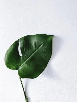 Monstera leaf on the white background Foto stock