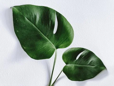 Monstera leaf on the white background Stock Photos