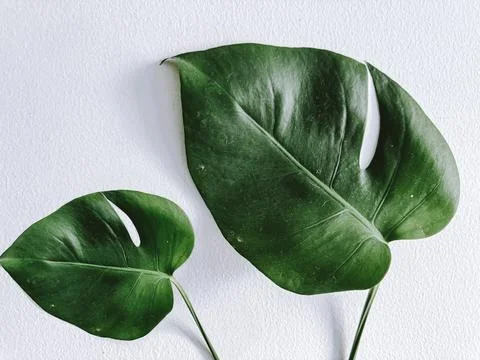 Monstera leaf on the white background Stock Photos