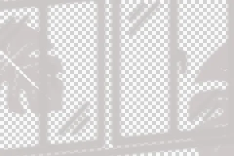 Monstera leaf window shadow overlay for aesthetic photography and graphic design Stock Photos