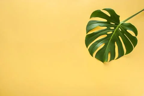 Monstera leaf on a yellow background Stock Photos
