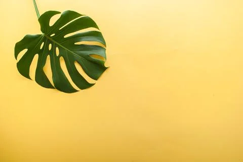 Monstera leaf on a yellow background Foto stock