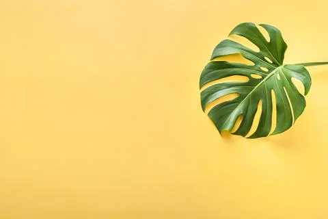 Monstera leaf on a yellow background Stock Photos