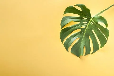 Monstera leaf on a yellow background Stock Photos