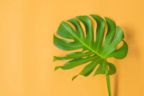 Monstera leafs lay on orange background. Stock Photos