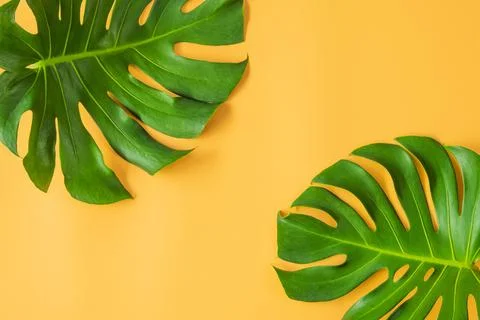Monstera leafs lay on orange background. Stock Photos
