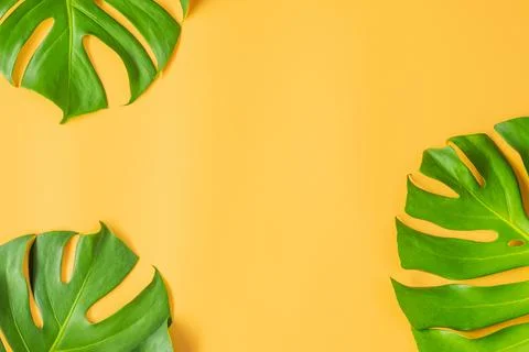Monstera leafs lay on orange background. Stock Photos