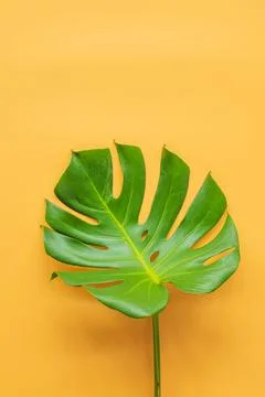 Monstera leafs lay on orange background. Stock Photos