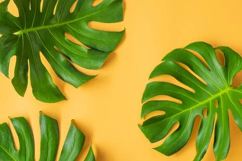 Monstera leafs lay on orange background. Stock Photos
