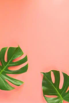 Monstera leafs lay on pink background. Stock Photos