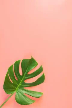 Monstera leafs lay on pink background. Stock Photos