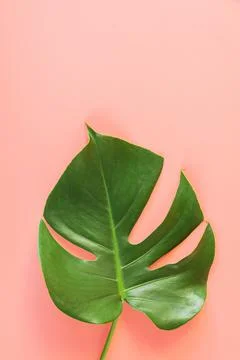 Monstera leafs lay on pink background. Stock Photos