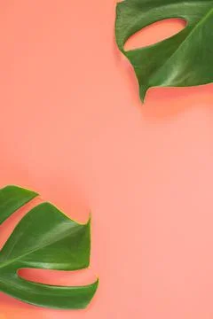 Monstera leafs lay on pink background. Stock Photos