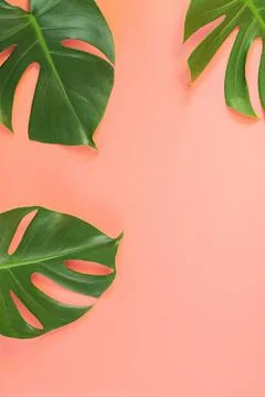 Monstera leafs lay on pink background. Stock Photos