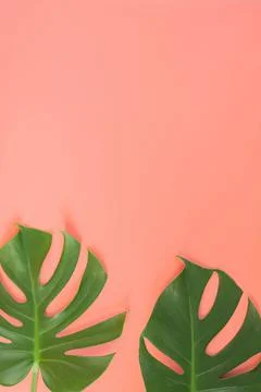 Monstera leafs lay on pink background. Stock Photos