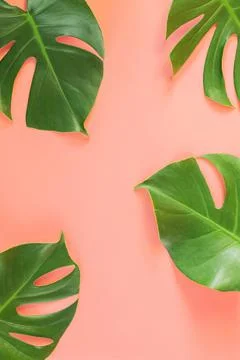 Monstera leafs lay on pink background. Stock Photos