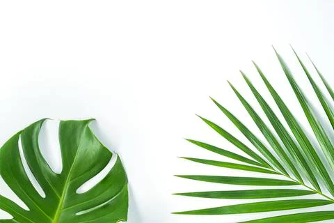 Monstera leafs lay on white background. Foto stock