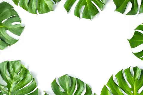 Monstera leafs lay on white background. Stock Photos