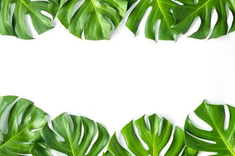 Monstera leafs lay on white background. Stock Photos