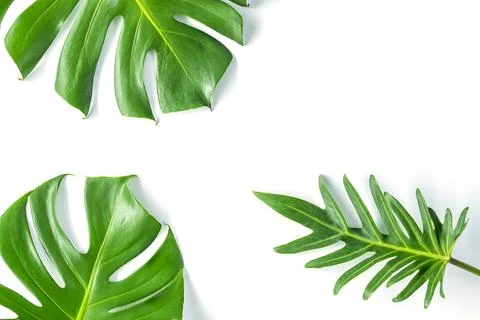 Monstera leafs lay on white background. Stock Photos
