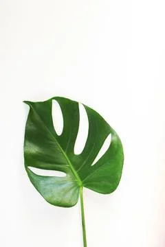 Monstera leafs lay on white background. Foto stock
