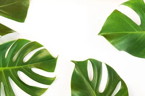 Monstera leafs lay on white background. Stock Photos