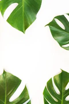 Monstera leafs lay on white background. Foto stock