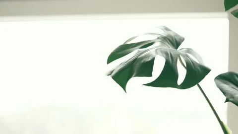 Monstera leaves flying in the wind Vídeo Stock 164894704