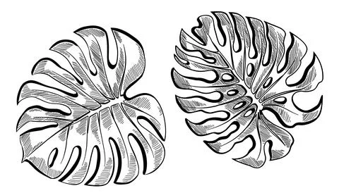 Monstera leaves Stock Illustration