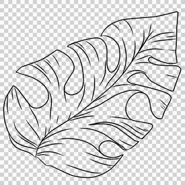 Monstera leaves  Stock Illustration