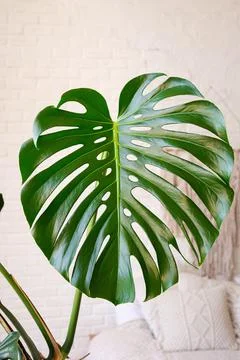 Monstera leaves in the interior close-up. Tropical green house plants. Stock Photos