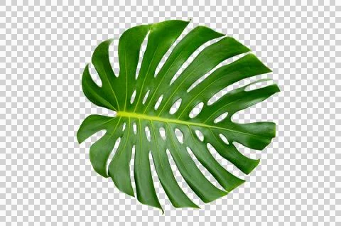 Monstera leaves leaves with Isolate  Leaves on transparent background PNG fil Stock Photos