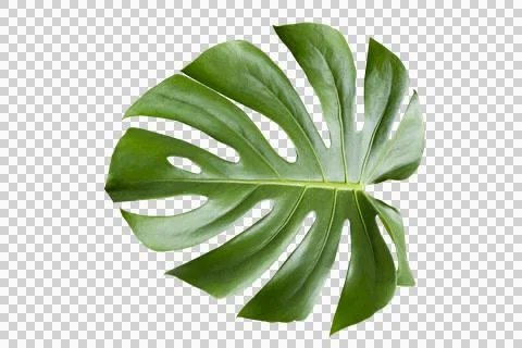 Monstera leaves leaves with Isolate on white background Leaves on white Stock Photos