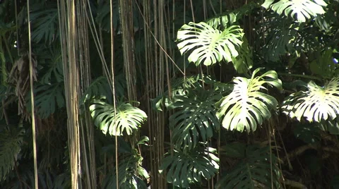 Monstera leaves in a rainforest Stock Footage 937597